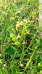 Raphanus