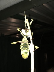Idolomantis diabolica