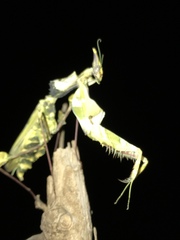 Idolomantis diabolica