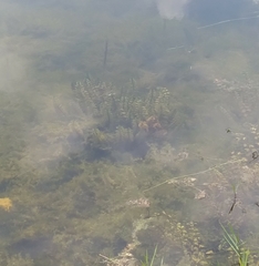 Ludwigia repens