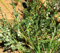 Pollichia campestris