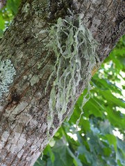 Ramalina fraxinea
