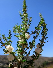 Pollichia campestris