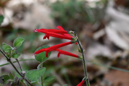 Salvia elegans