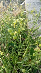 Raphanus