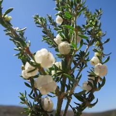Pollichia campestris