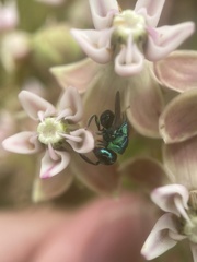 Euperilampus triangularis