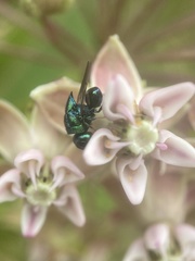 Euperilampus triangularis