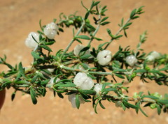 Pollichia campestris