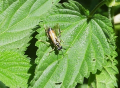Tenthredo maculata