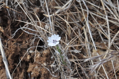 Blepharipappus scaber