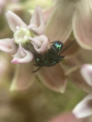 Euperilampus triangularis