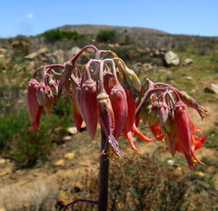 Cotyledon orbiculata spuria