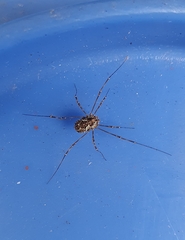Megabunus diadema