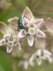 Euperilampus triangularis