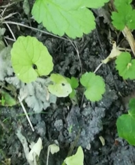 Caltha palustris