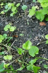Caltha palustris