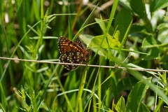 Melitaea diamina