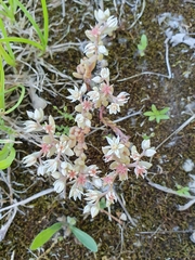 Sedum hispanicum
