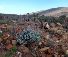 Cotyledon orbiculata spuria