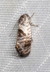 Eupselia carpocapsella