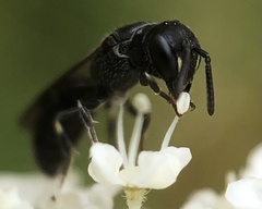 Hylaeus
