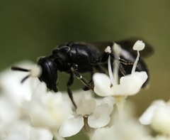 Hylaeus