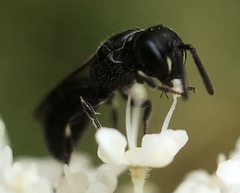 Hylaeus