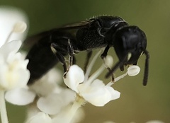 Hylaeus