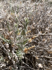 Calystegia malacophylla