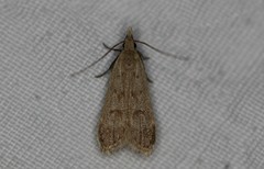 Dichomeris punctidiscellus