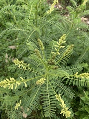 Astragalus galegiformis