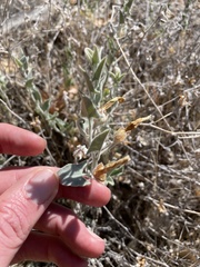 Calystegia malacophylla