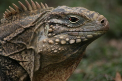 Cyclura nubila