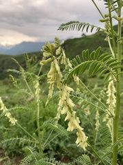 Astragalus galegiformis