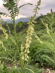 Astragalus galegiformis