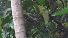 Sciurus variegatoides