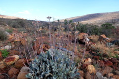 Cotyledon orbiculata spuria