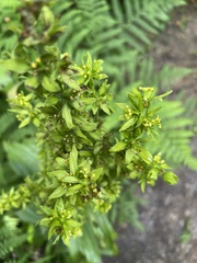 Melanthiaceae