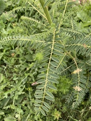 Astragalus galegiformis
