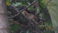 Sciurus variegatoides