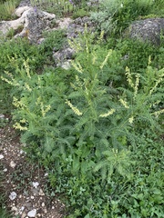 Astragalus galegiformis