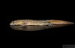 Sphaerodactylus nicholsi