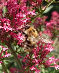 Bombus pascuorum