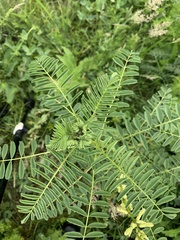 Astragalus galegiformis