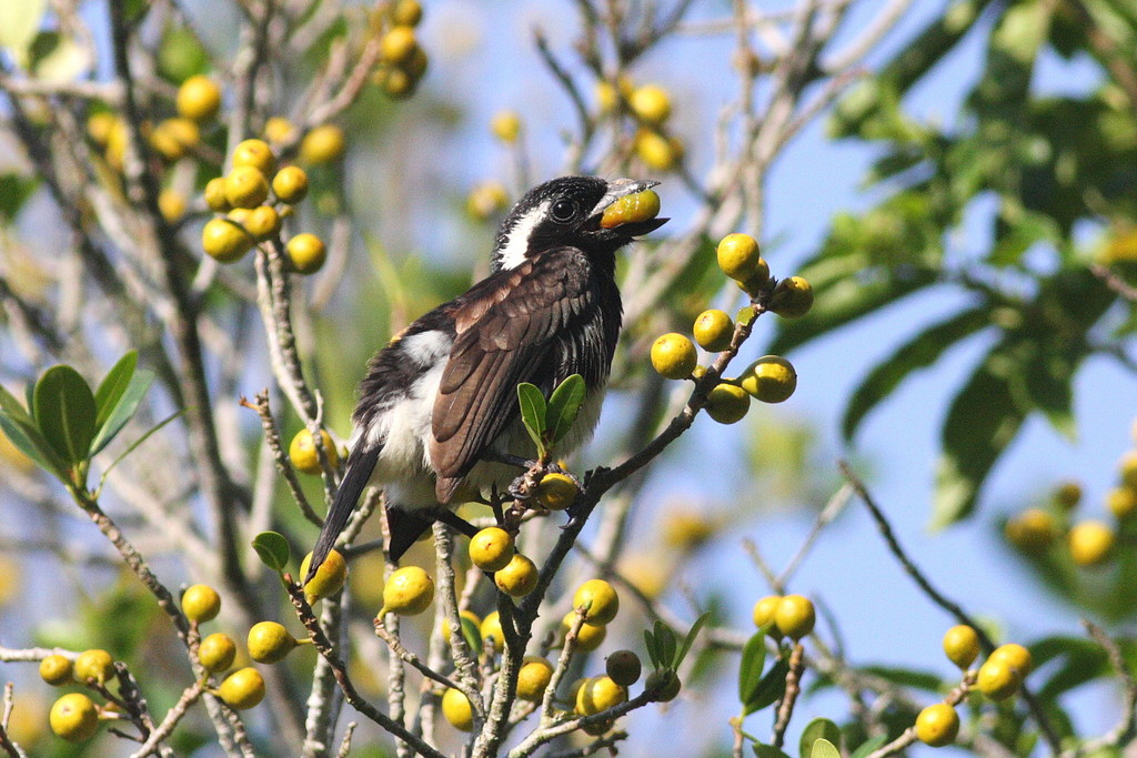 White-eared Barbet photo