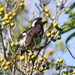 White-eared Barbet - Photo (c) Johan van Rensburg, some rights reserved (CC BY)