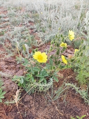 Potentilla astracanica