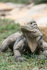 Cyclura nubila