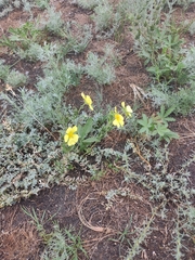 Potentilla astracanica
